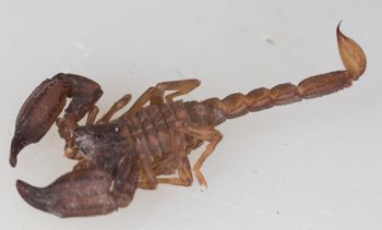 Media type: image; Invertebrate Zoology 46935
